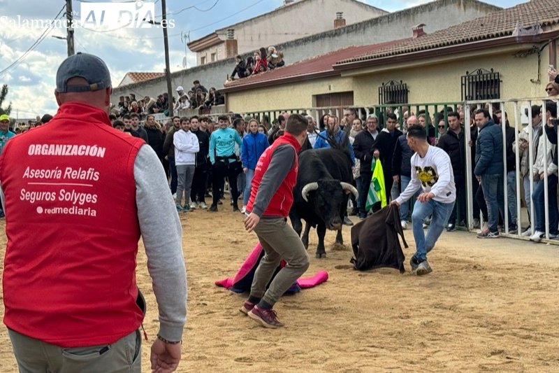 Gran expectación y sobresalto en las calles de Babilafuente en el esperado Toro de San Blas