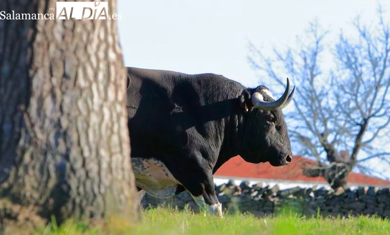 Las ganaderías de bravo en Peñaranda y comarca