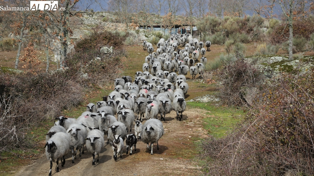 La nueva estrategia nacional contra la lengua azul suprime las restricciones de movimiento si los animales no tienen síntomas
