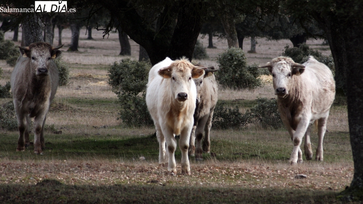 El vacuno alcanza cotas estratosféricas tras una nueva subida y el cereal se estanca