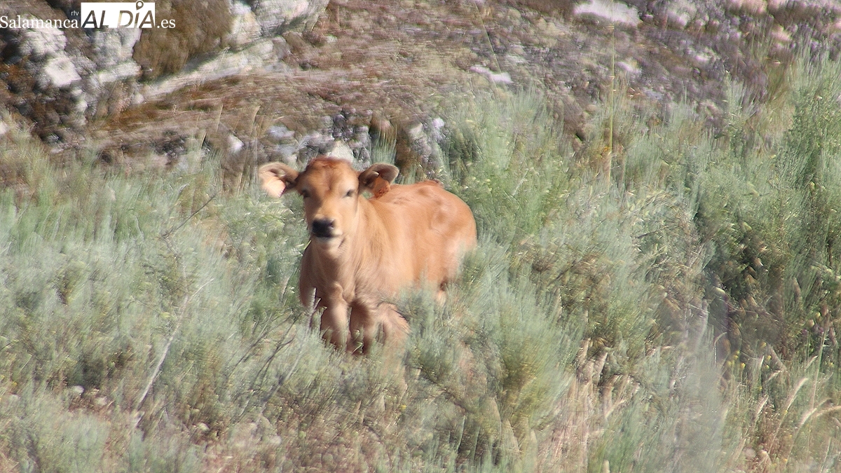 Caída generalizada de los precios del cereal y nueva importante subida del vacuno de vida