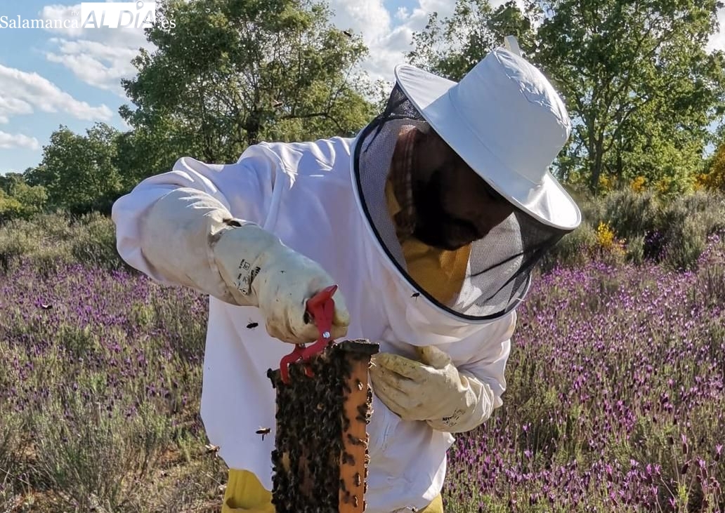 Una vida dedicada a la apicultura: Las jornadas de sol a sol son duras pero soy feliz trabajando en el campo