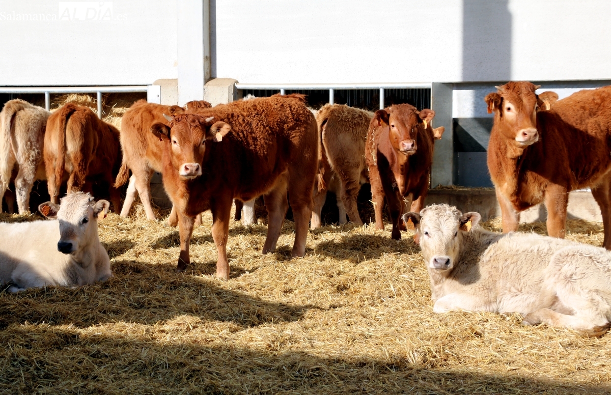 El cereal continúa en un mar de dudas y el vacuno sigue poniendo récords a los precios