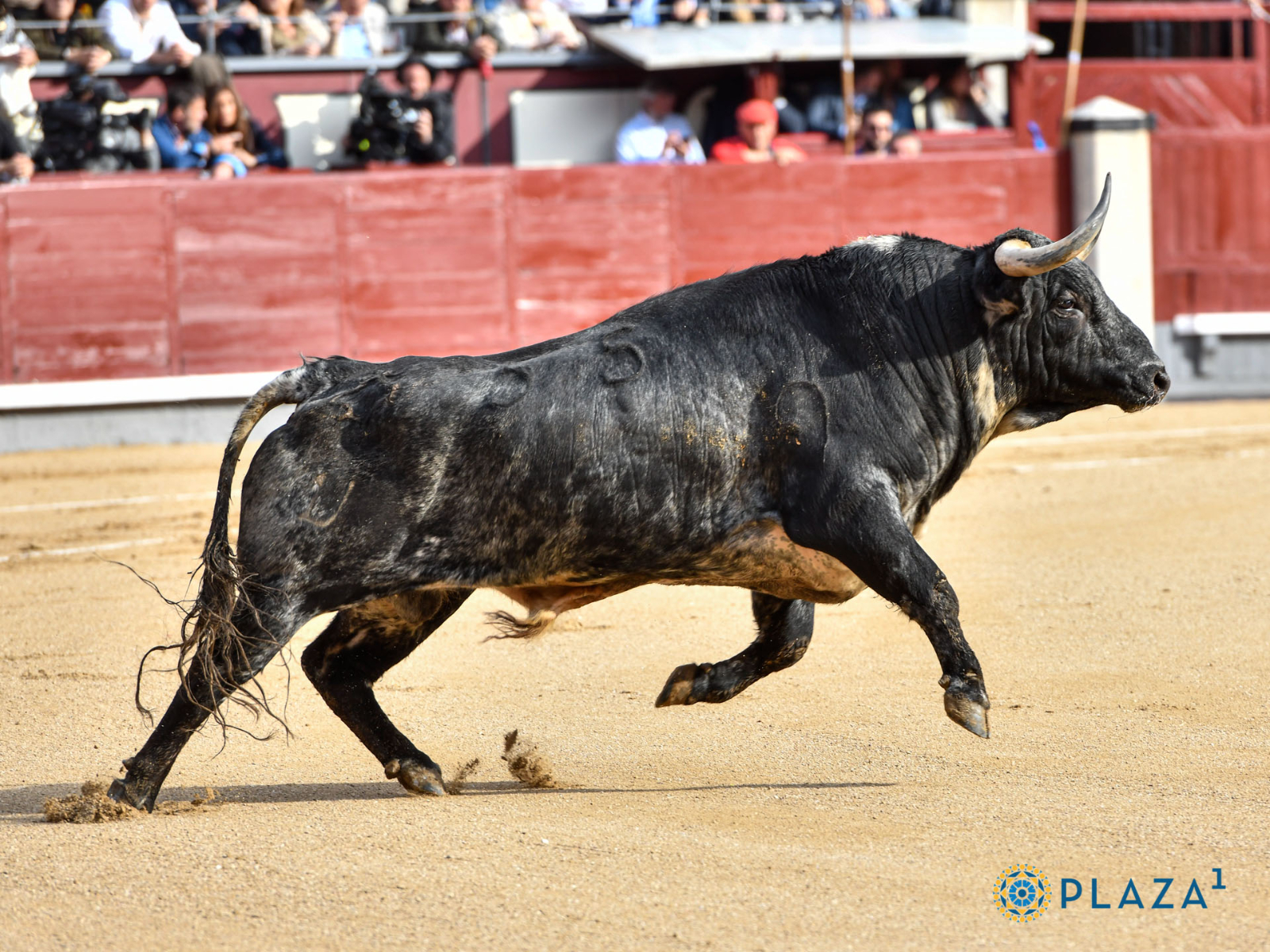 Seis ganaderías del Campo Charro anunciadas en Madrid