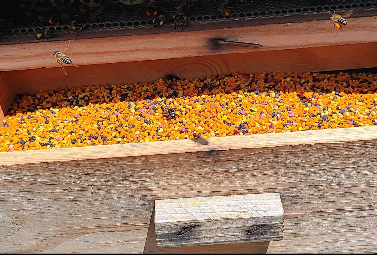 400 apicultores profesionales se enfrentan en Salamanca a plagas y costes crecientes para preservar un sector vital