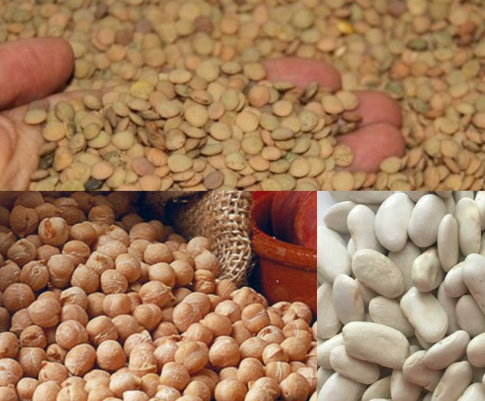 ¿Conoces las legumbres más famosas de Salamanca?