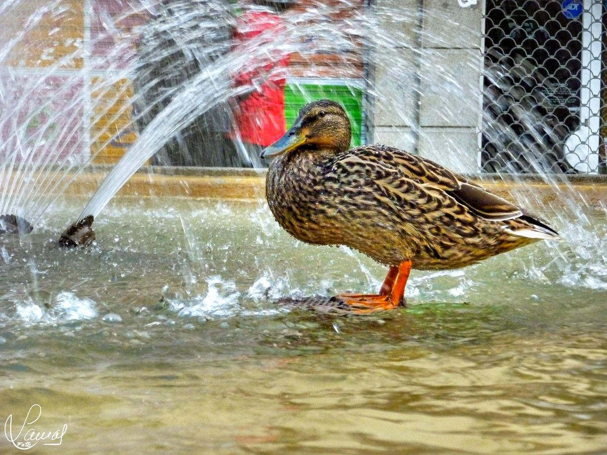 El poder de adaptarse