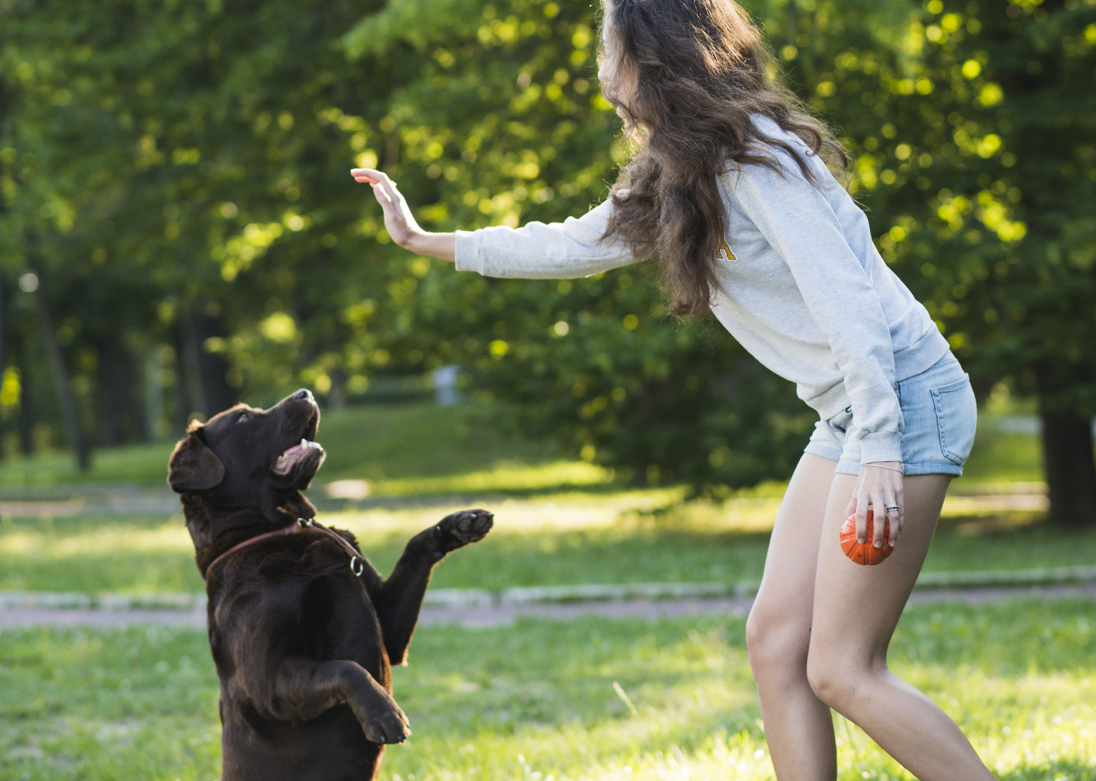 ¿Quieres educar a tu perro? Este nuevo curso que habrá en Salamanca te interesa