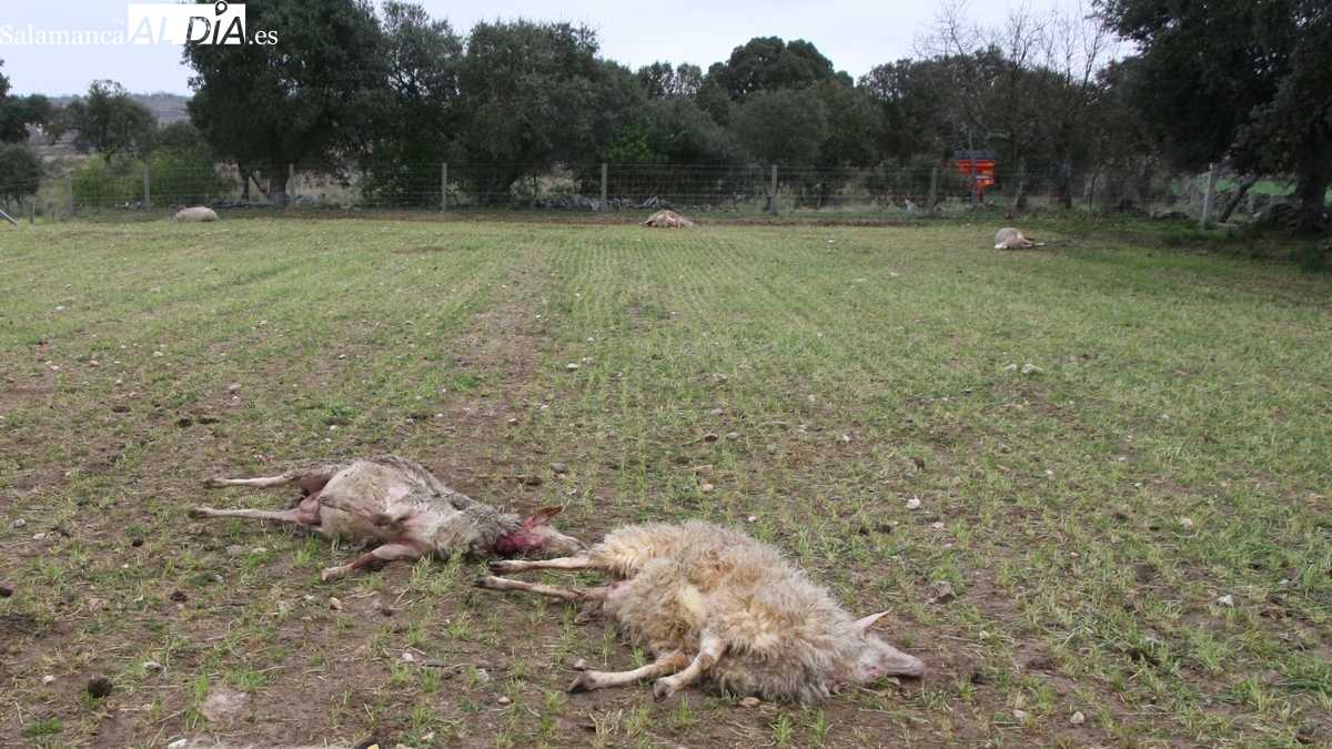 Los ataques del lobo al ganado en CyL provocan 5.985 muertes en 2024, un 39% más desde que está protegido