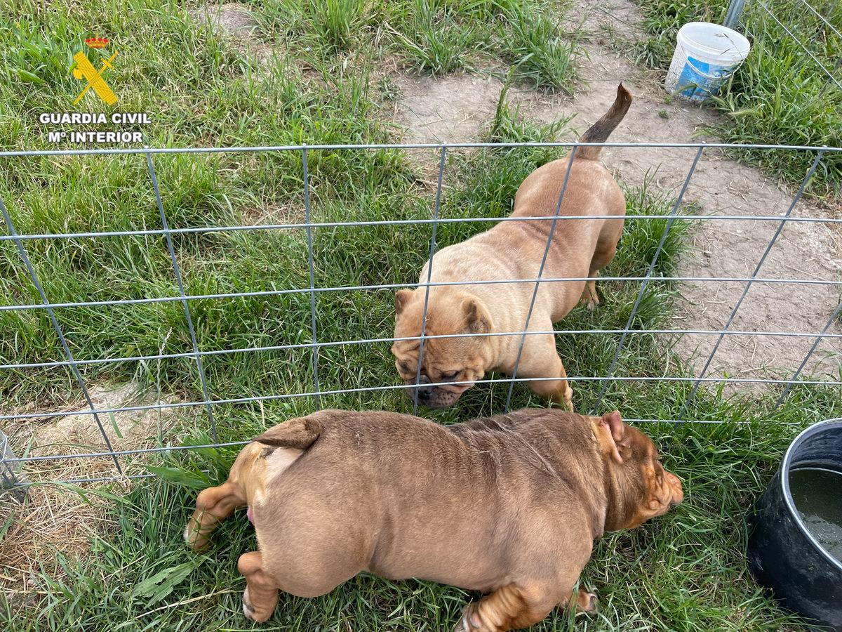 Mutilan a 50 cachorros de forma ilegal en Salamanca amputándoles orejas y rabos