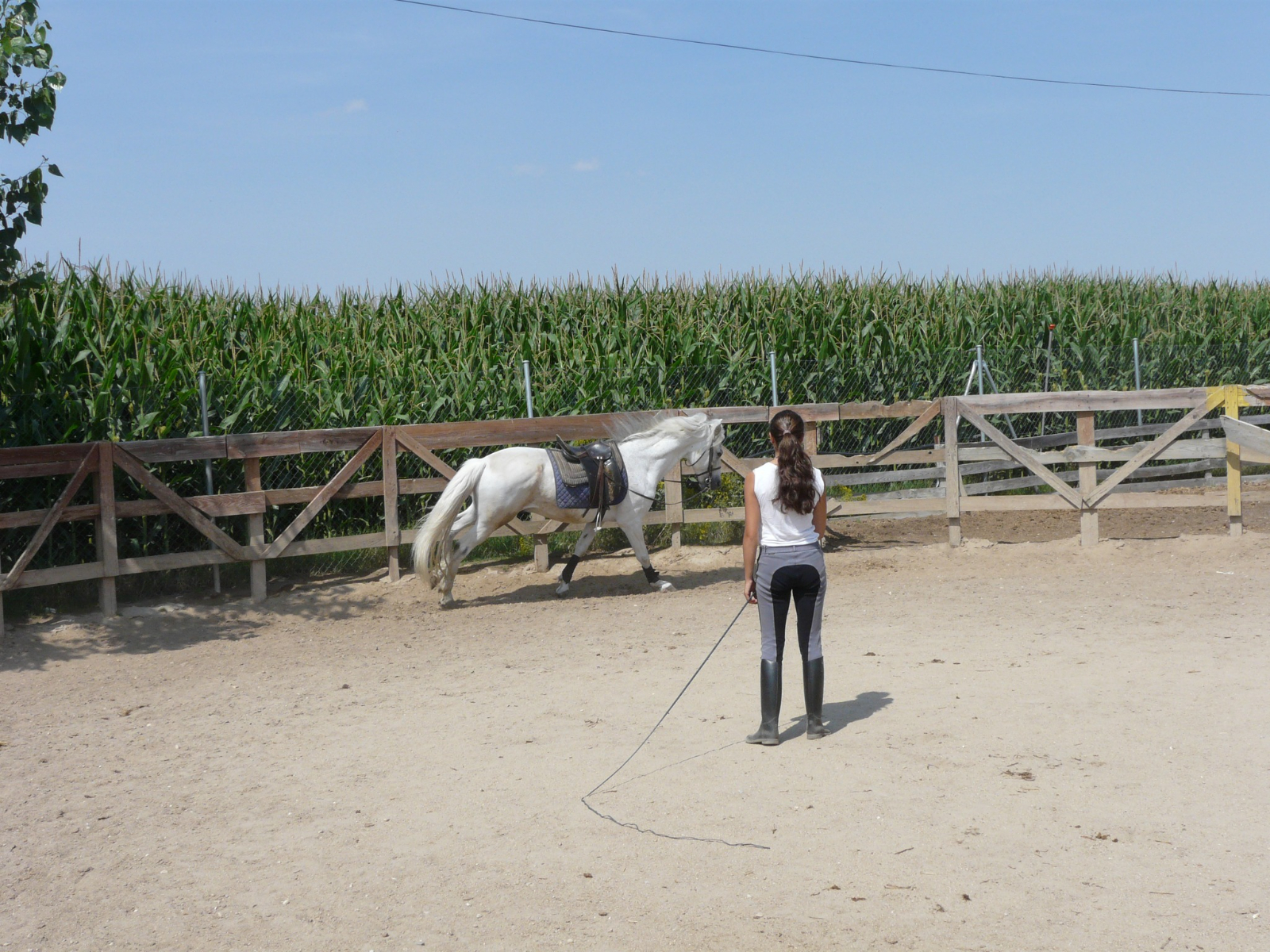 Centro ecuestre en venta en Salamanca: oportunidad de negocio con 20 años de trayectoria exitosa