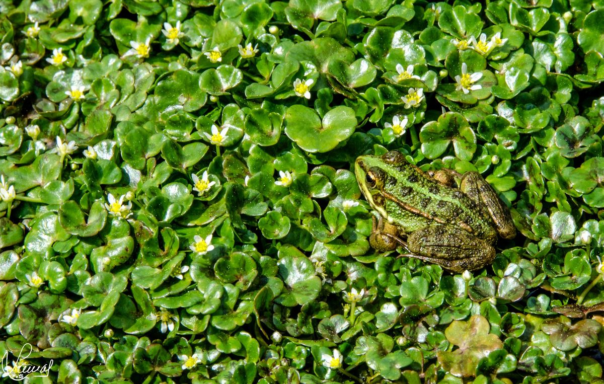 Las flores y la lluvia