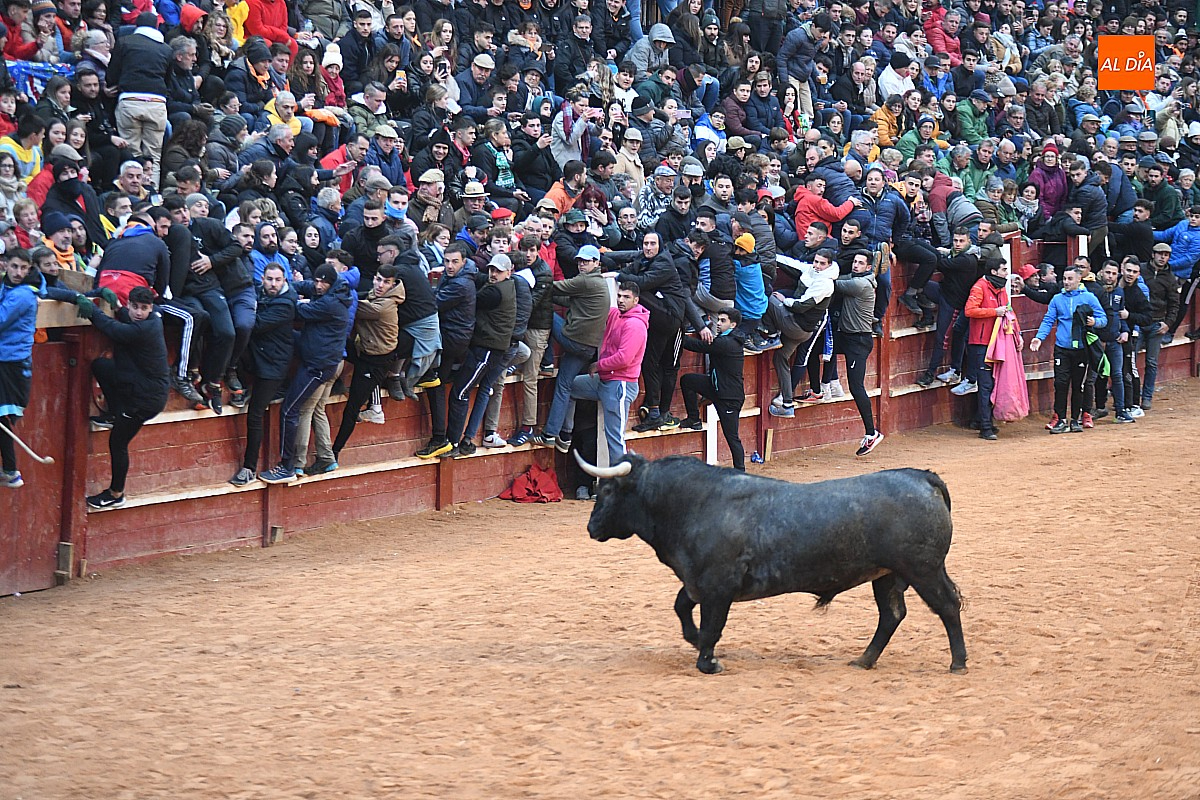 Expectación en la capea de la tarde dominical con el toro de Victorino Martín