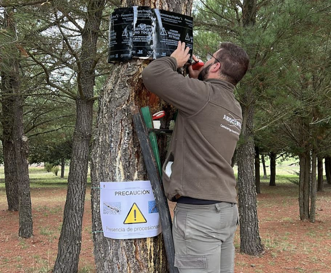 Alba de Tormes intensifica la lucha contra la procesionaria del pino con métodos manuales