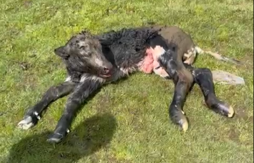 Los buitres acaban con la vida de una vaca recién parida en Villar de la Yegua