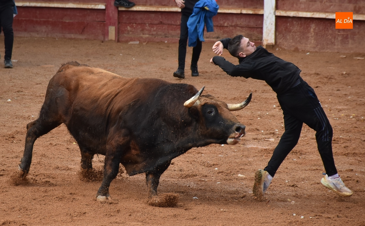 Dormido, el astado de Torrealba que dejó dos corneados, Toro Más Bravo del Carnaval 2025