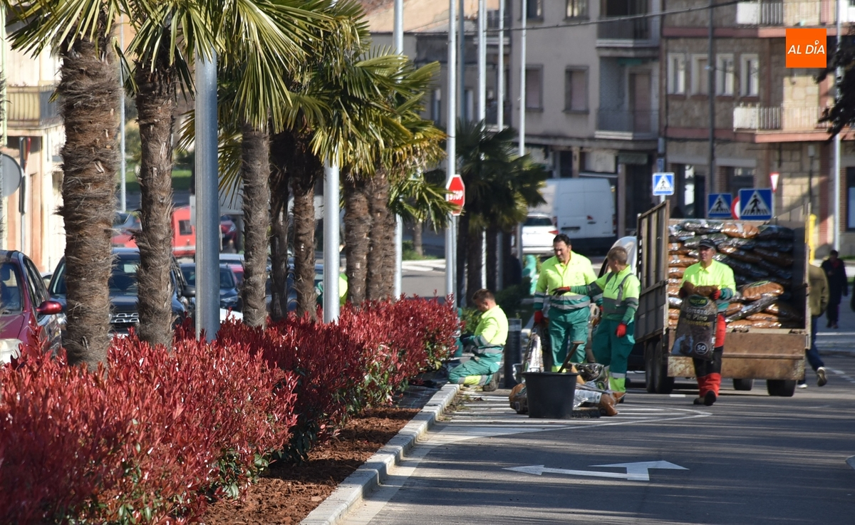 Esparcida corteza de pino por la mediana de la Avenida de España para que no crezca la hierba