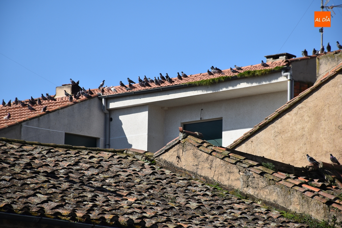 Preocupación por la insalubridad generada por numerosas aves en el corazón de San Cristóbal