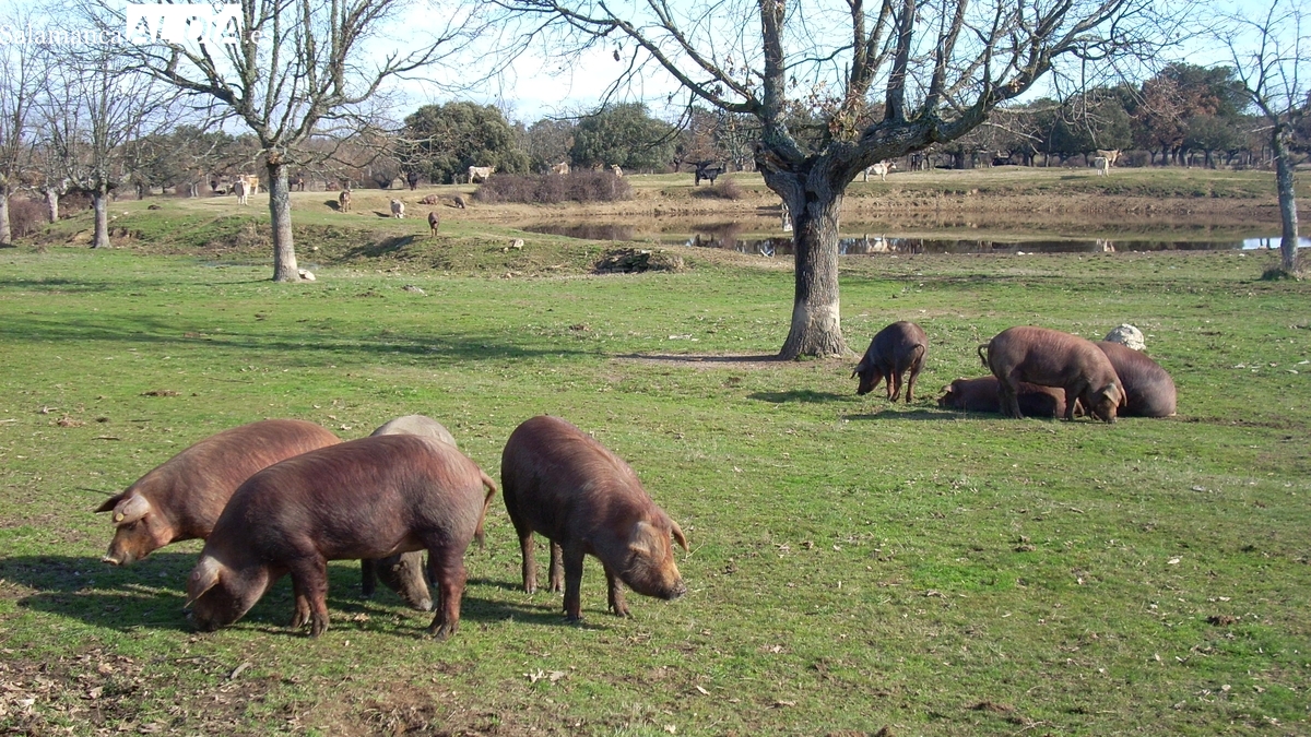 Nuevo desplome del cereal y subida del vacuno para cebo con el porcino blanco