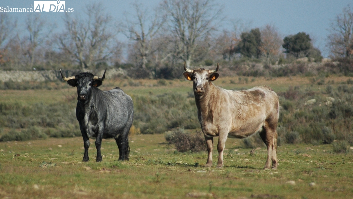 El cereal repite y el vacuno para sacrificio sigue poniendo récords en la pizarra