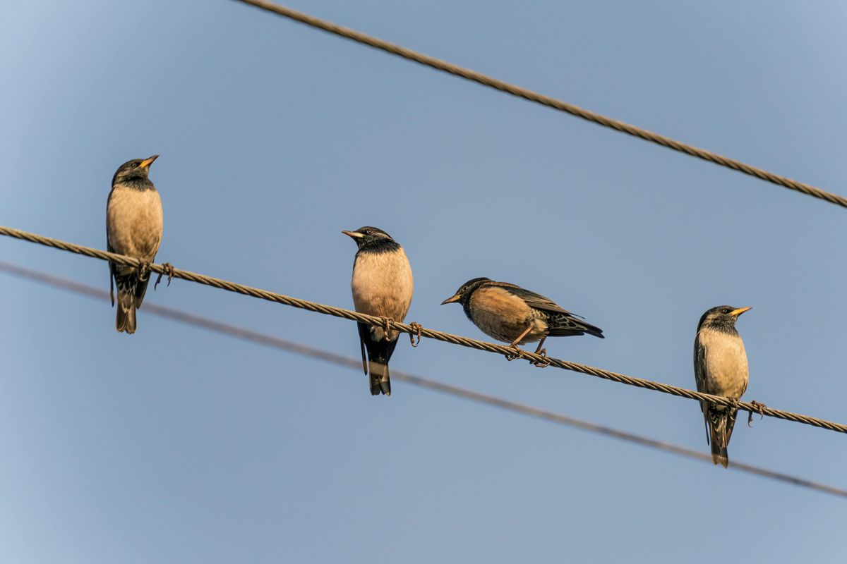 PACMA critica el uso de láseres y pirotecnia contra estorninos en Salamanca