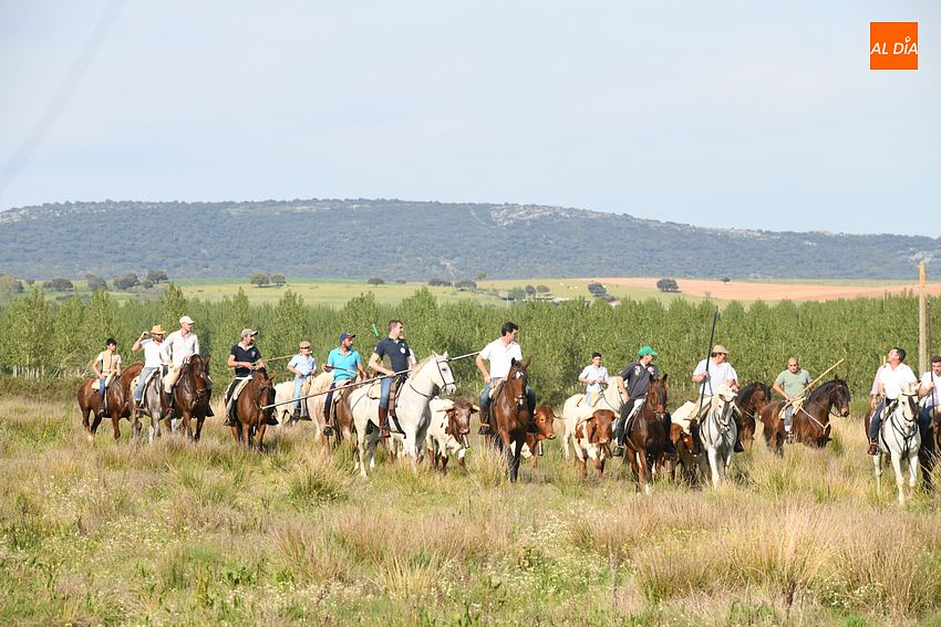 Conejera ya tiene programa para sus fiestas, con tres exhibiciones de faenas de campo con bueyes