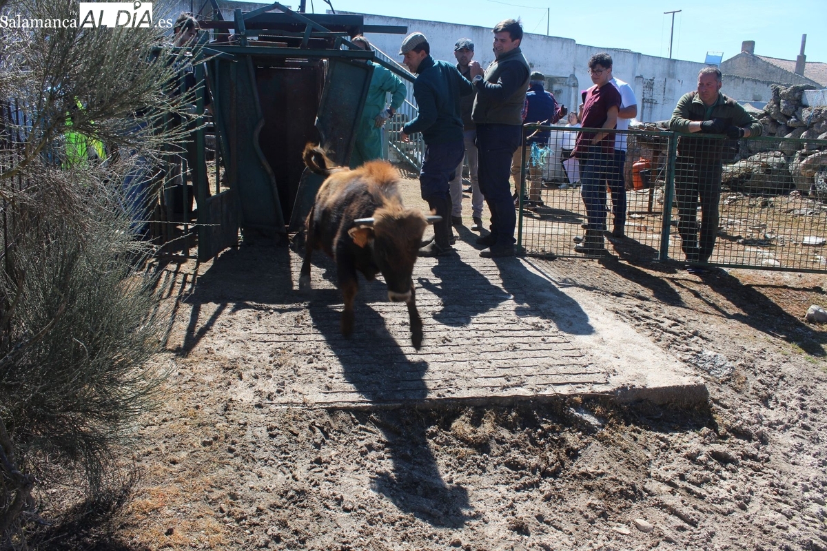 Los vecinos de El Cubo de Don Sancho participan en un nuevo herradero en Rollanejo