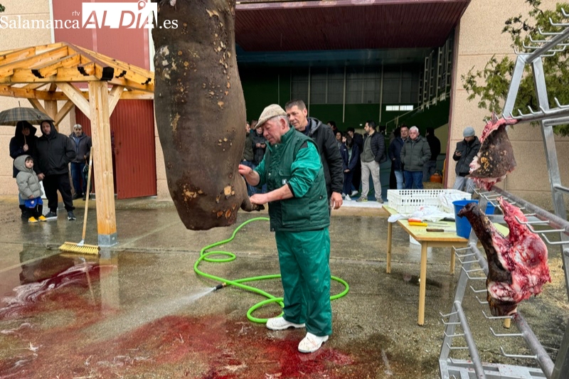 Gran ambiente y participación en la esperada VIII Matanza Tradicional de Macotera
