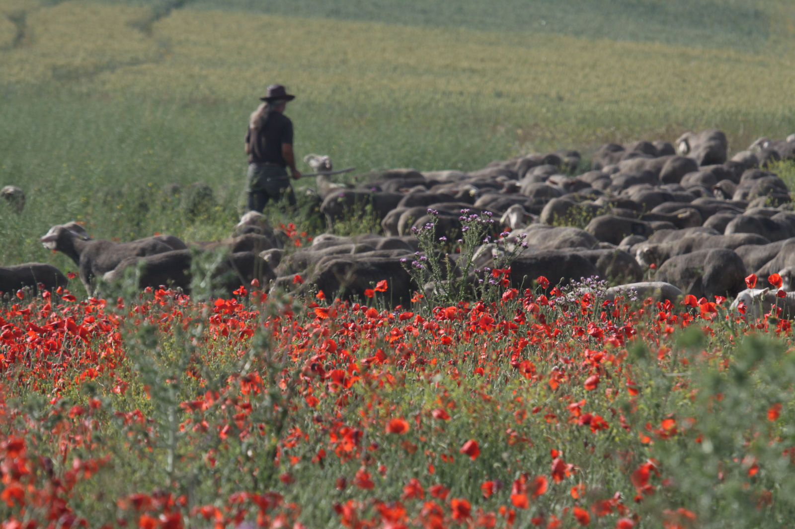 Escenario de la Trashumancia 