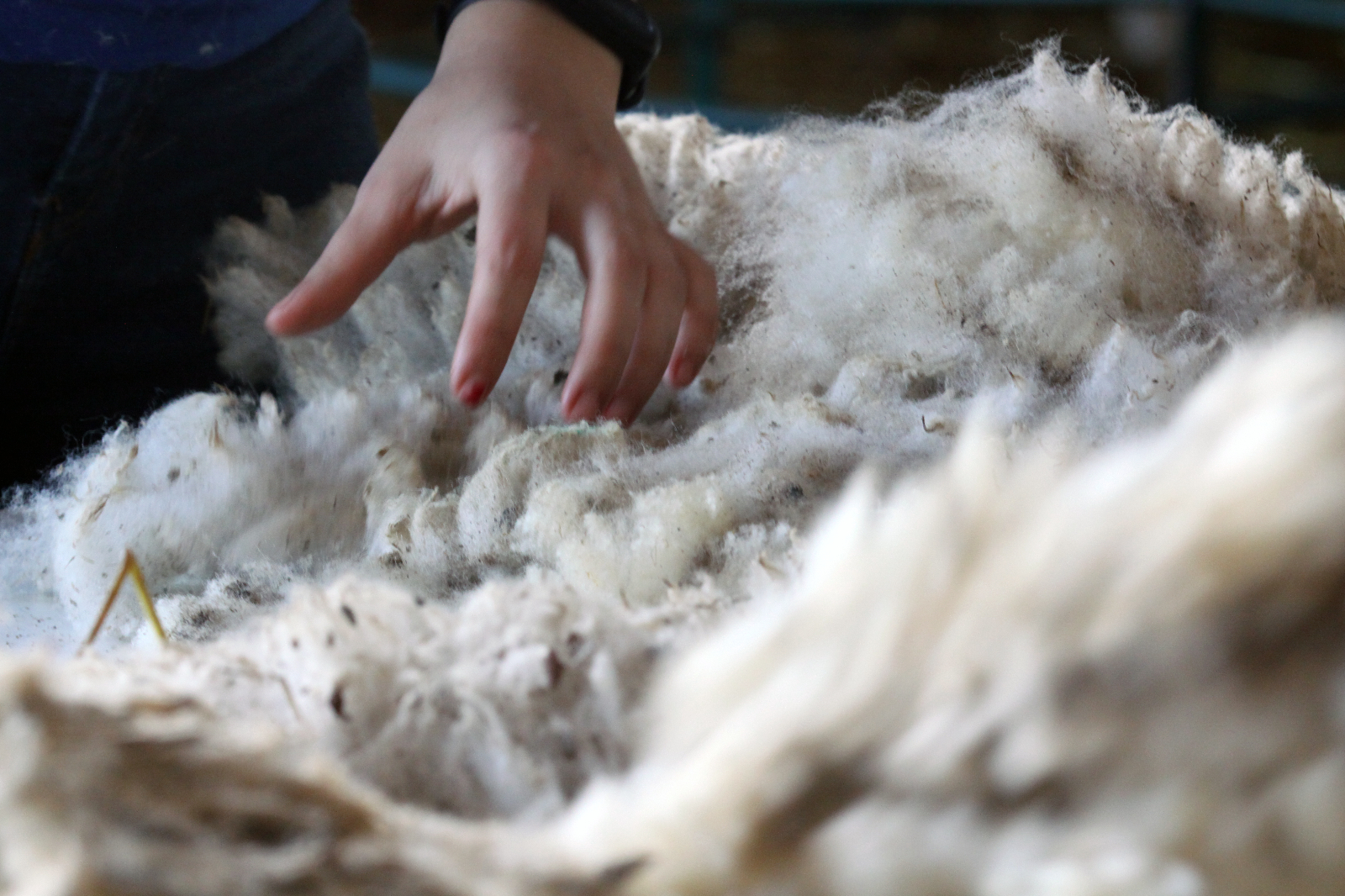 Plan de acción de la lana 