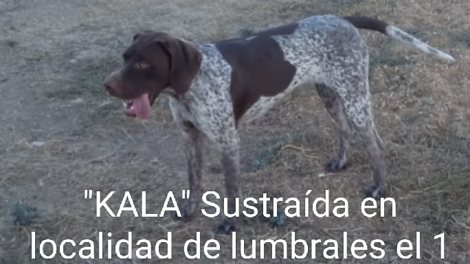 Denuncian el robo de una perra braco alemán en Lumbrales