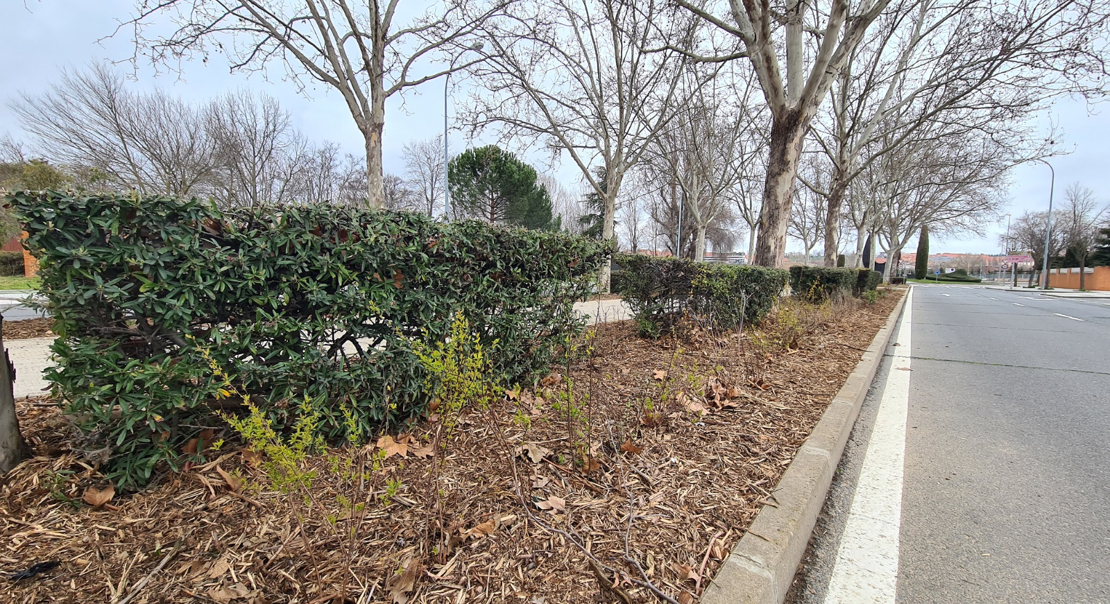 Continúa la renovación de ajardinamiento en el barrio de Chamberí, que contará con 1.335 plantas arbustivas