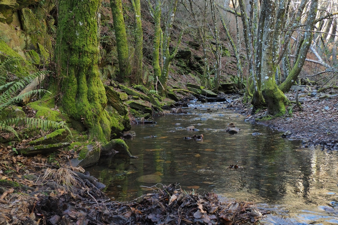 El secreto del bosque 