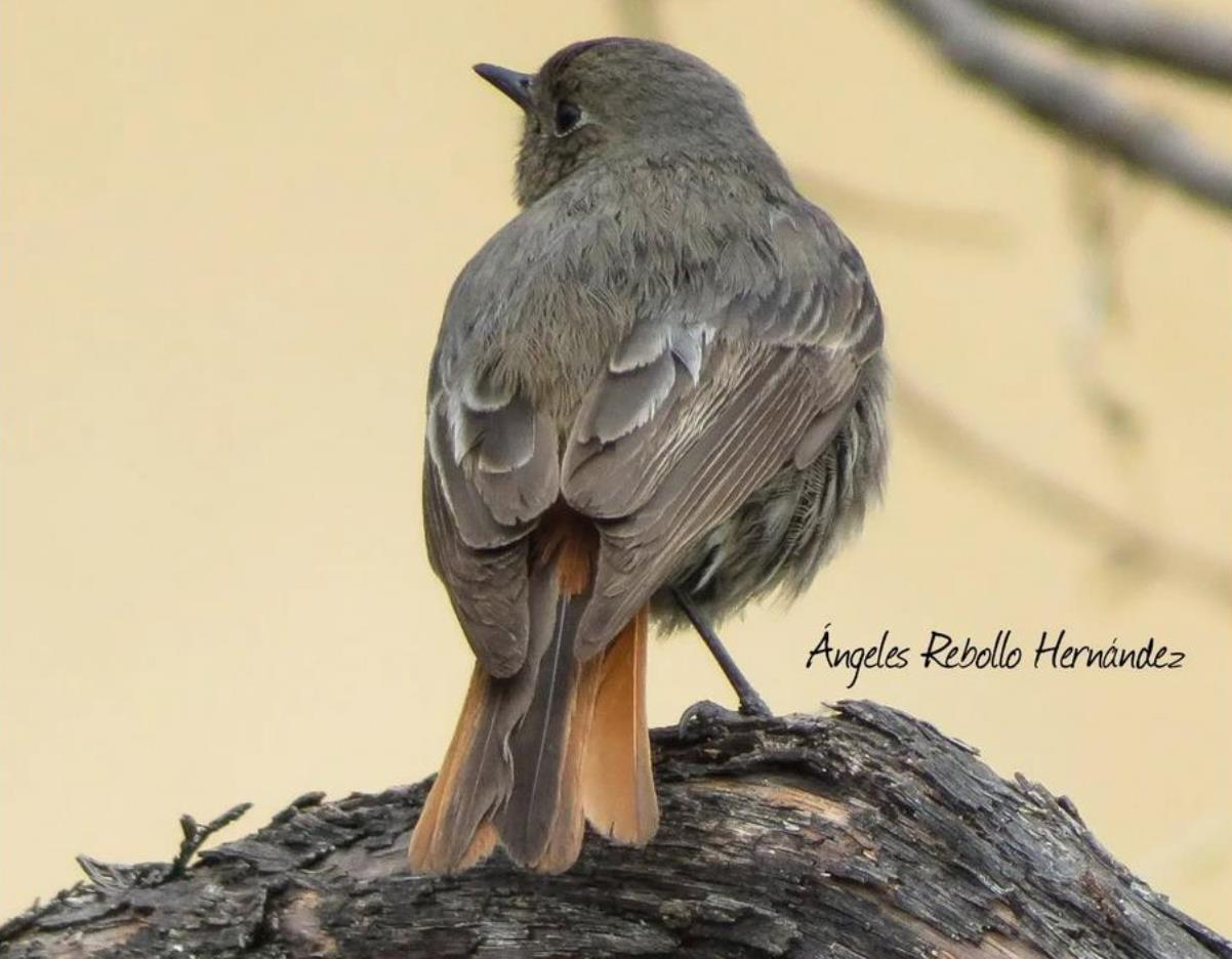 El hogar de la amistad 
