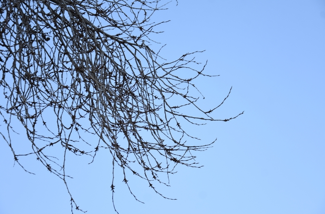 Promesa para el brote