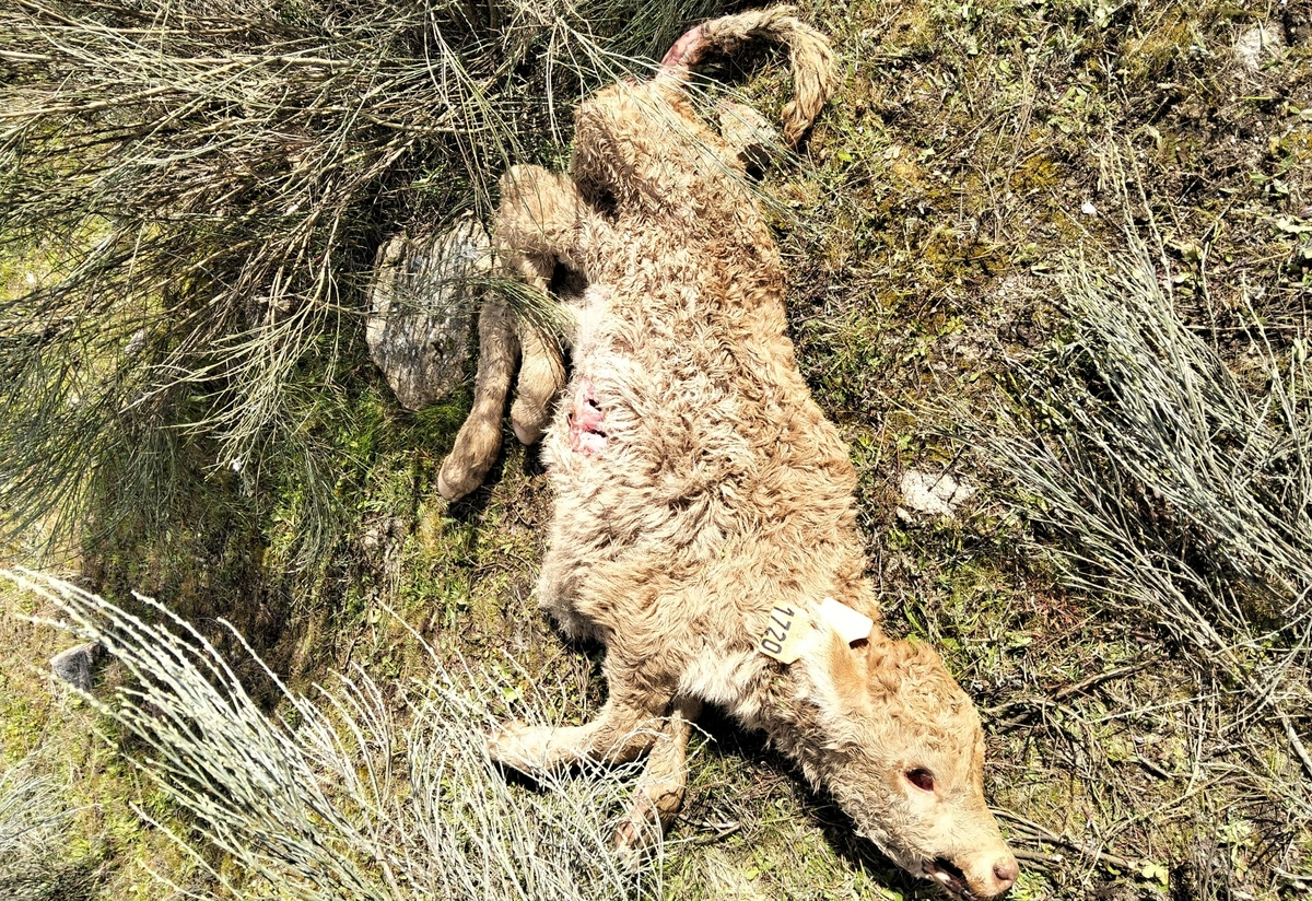Un nuevo ataque de buitres en La Zarza de Pumareda deja dos terneros muertos
