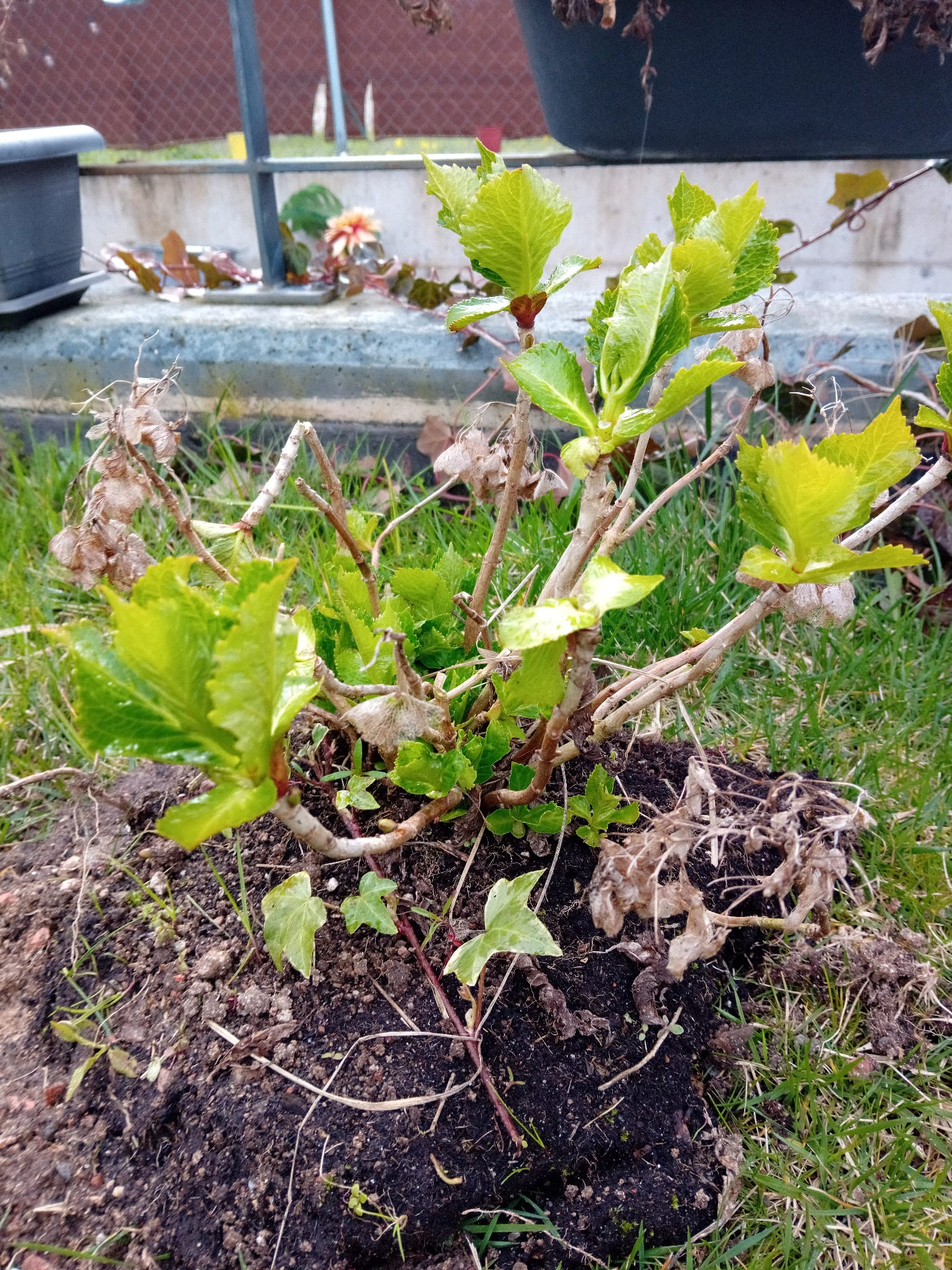 La planta que se hizo árbol