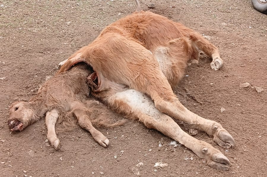 ASAJA Salamanca denuncia otros dos ataques de buitres en menos de una semana