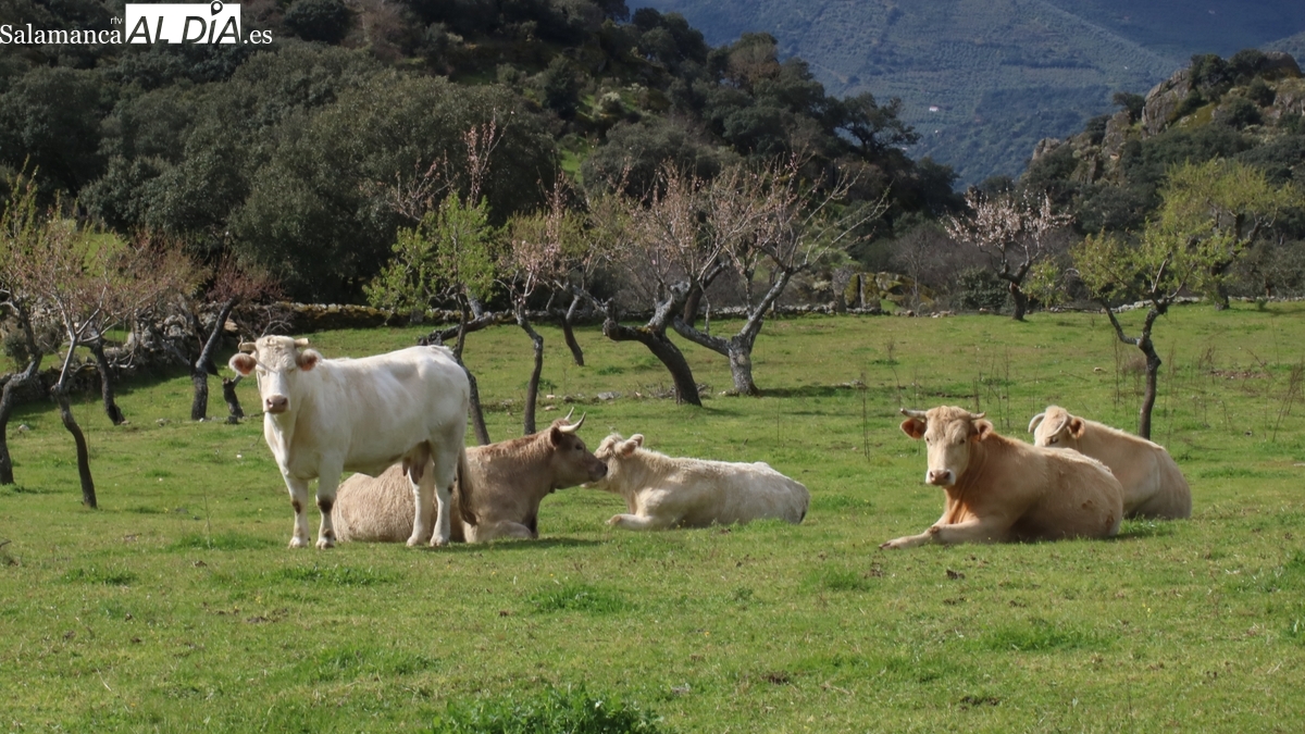 Caída estrepitosa del cereal y nueva subida del vacuno