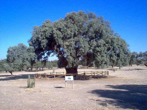A menos de 3 horas de Salamanca y con 800 años de antigüedad: Así es la encima más grande y antigua de España