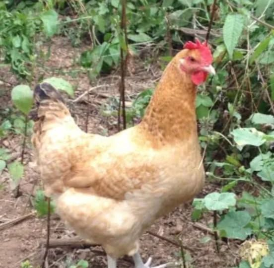 Buscan a una gallina que deambula por la autovía A-66 a su paso por Salamanca