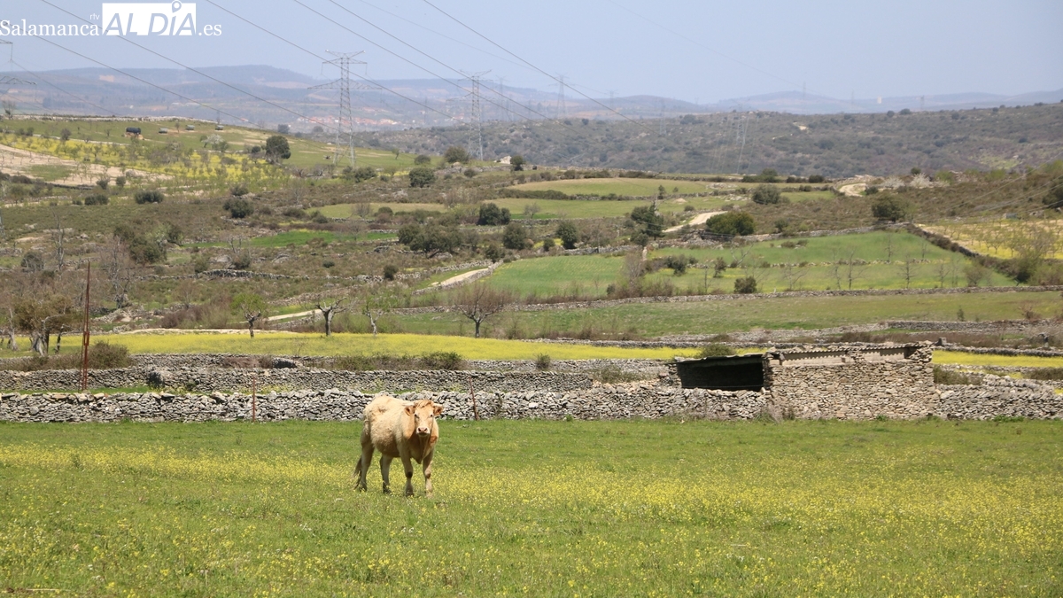 La Junta de Castilla y León amplía el plazo de solicitud de la PAC hasta el 15 de mayo