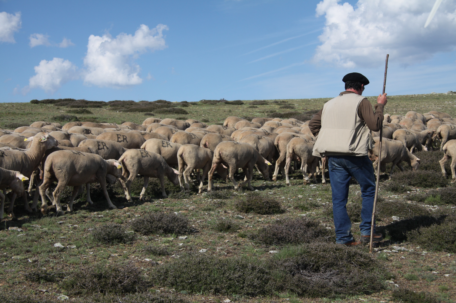 Remuneración trashumante 
