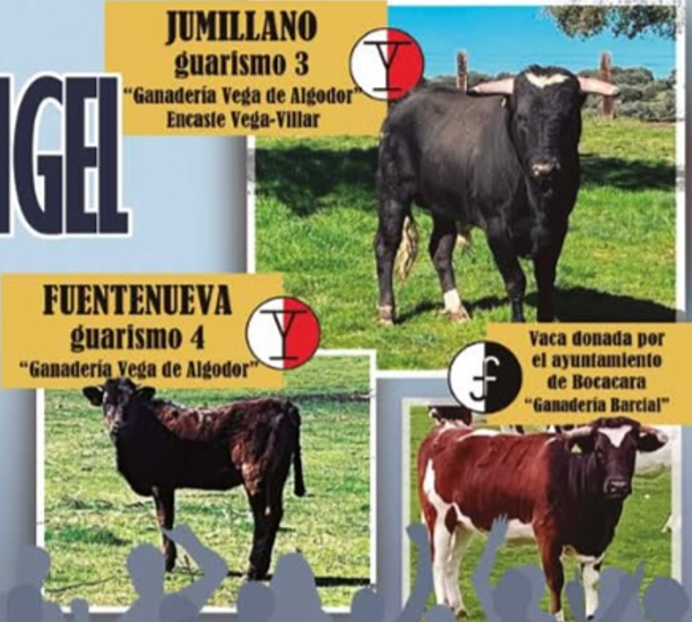 Bocacara ya tiene astados para el 9º Toro de San Miguel Arcángel