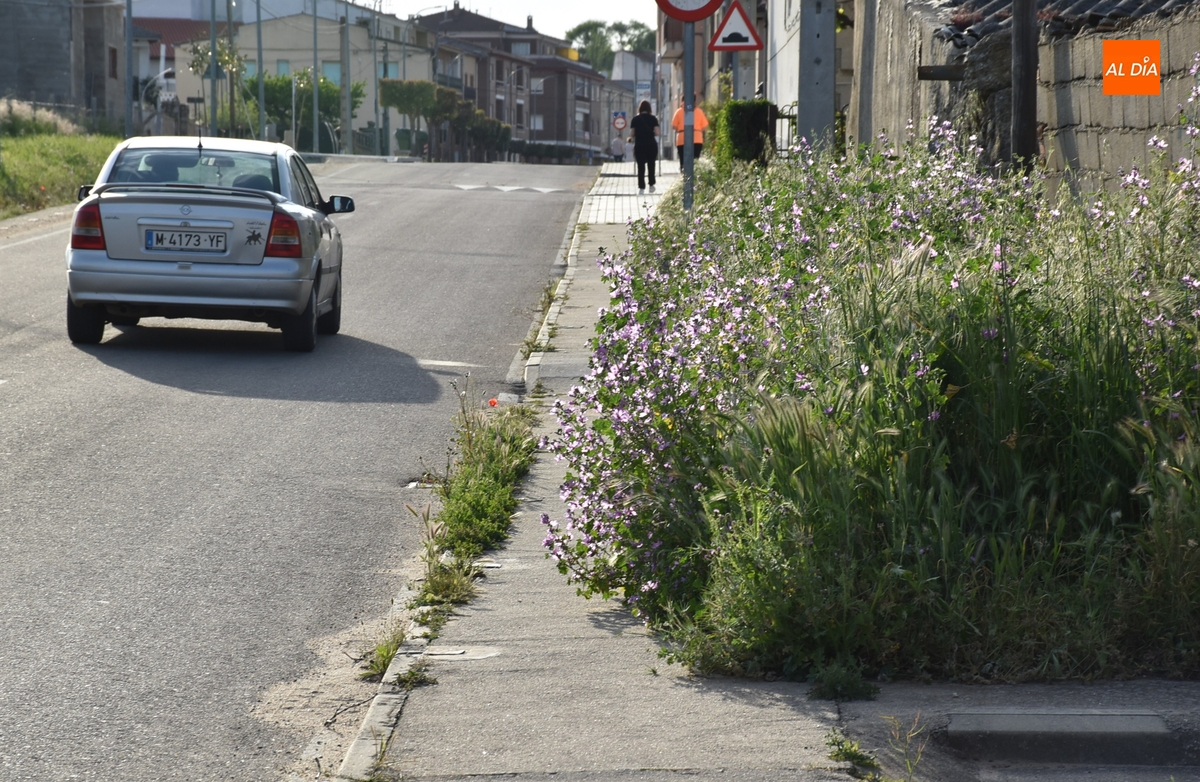 La vegetación invade la acera de Conde de Foxá en la zona de entrada a Ciudad Rodrigo