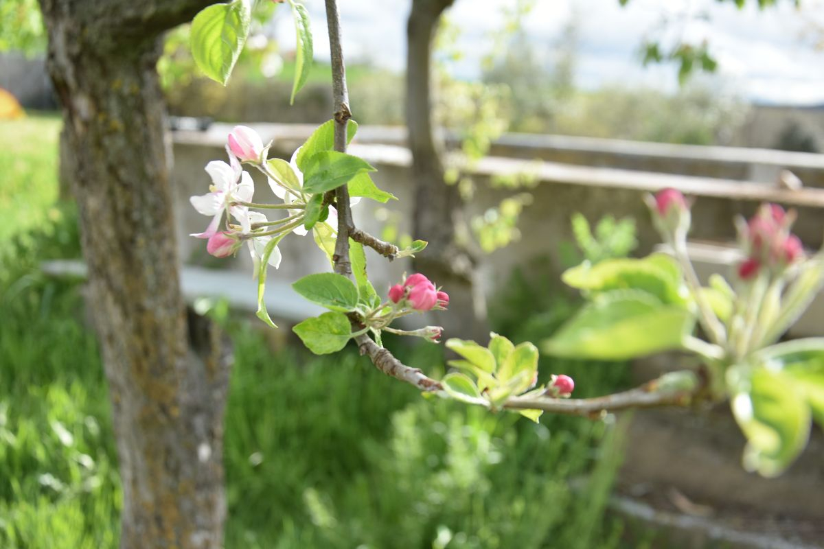 Desarbolando y desgranando 