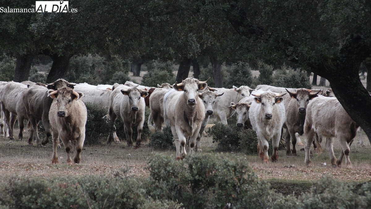 La inestabilidad provocada por los ‘arrebatos’ de Trump conduce a una nueva caída importante del cereal 