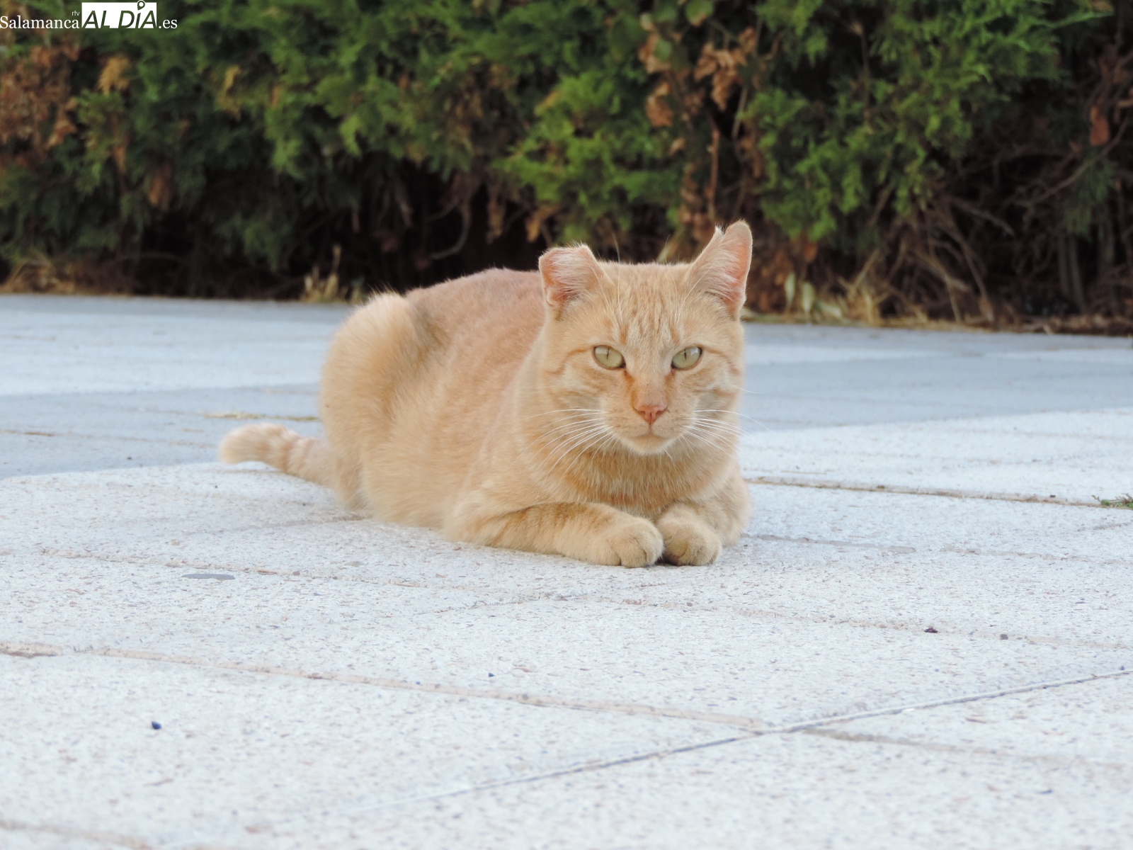  Ojalá no hubiese ningún gato en la calle, afirman desde ASPAP, la entidad que cuida las colonias felinas de Salamanca
