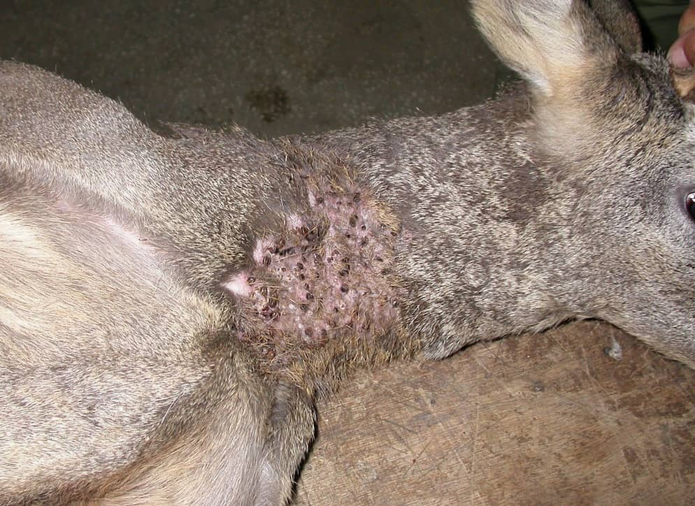 Distintas organizaciones del sector cinegético colaboran en el seguimiento de la enfermedad hemorrágica Crimea-Congo