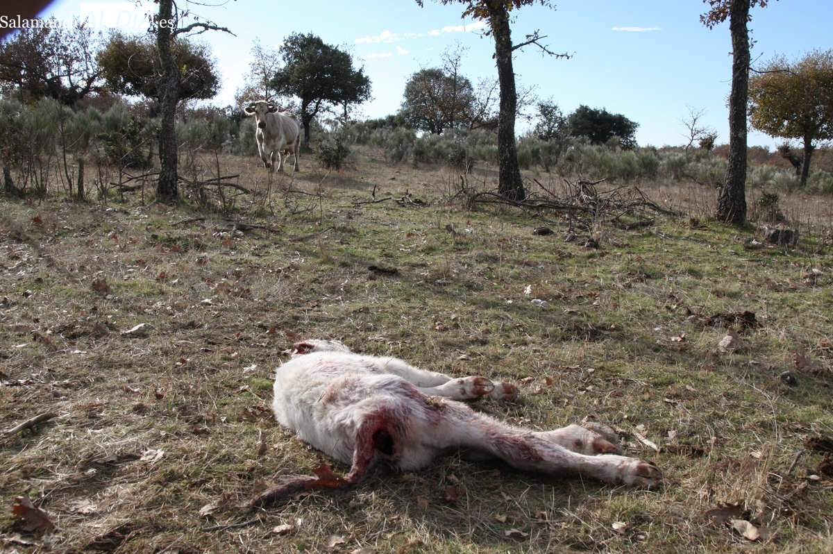 El alcalde de Olmedo de Camaces denuncia la muerte de un ternero por ataque de buitres en su explotación